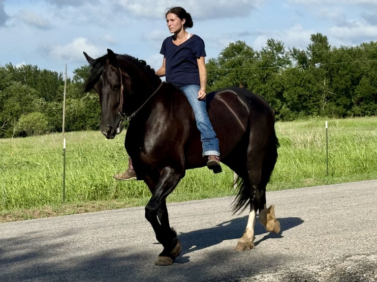 Friesian horses Mix Mare 4 years 15,2 hh Black in Weatherford, TX