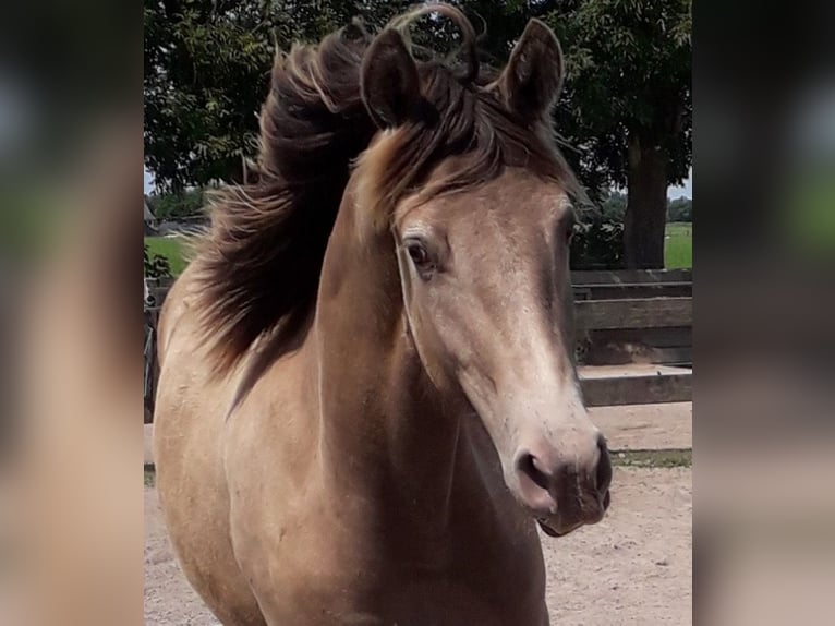 Friesian horses Mix Mare 4 years 15,2 hh Champagne in Bitgum