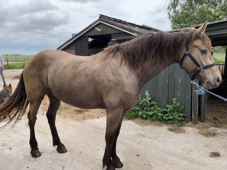 Friesian horses Mix Mare 4 years 15,2 hh Champagne in Bitgum