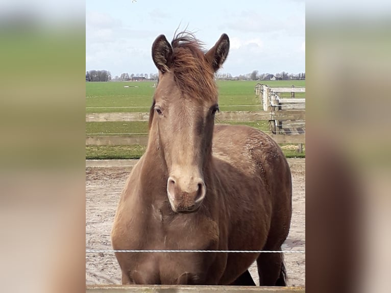 Friesian horses Mix Mare 4 years 15,2 hh Champagne in Bitgum