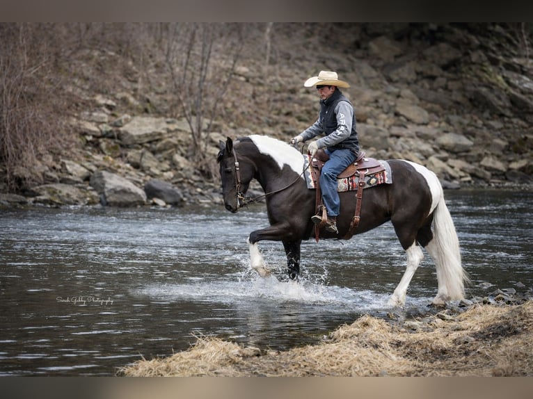 Friesian horses Mix Mare 4 years 15,2 hh Pinto in Oelwein