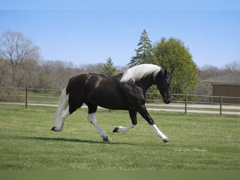 Friesian horses Mix Mare 4 years 15,2 hh Pinto in Oelwein