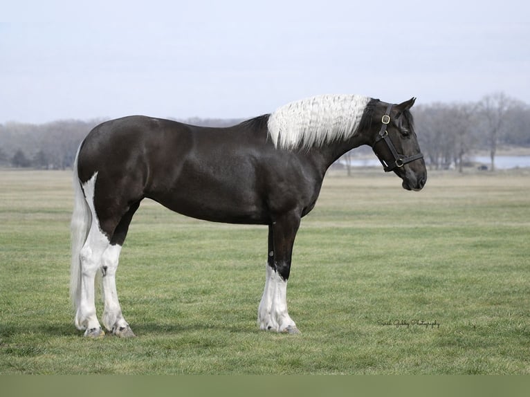 Friesian horses Mix Mare 4 years 15,2 hh Pinto in Oelwein