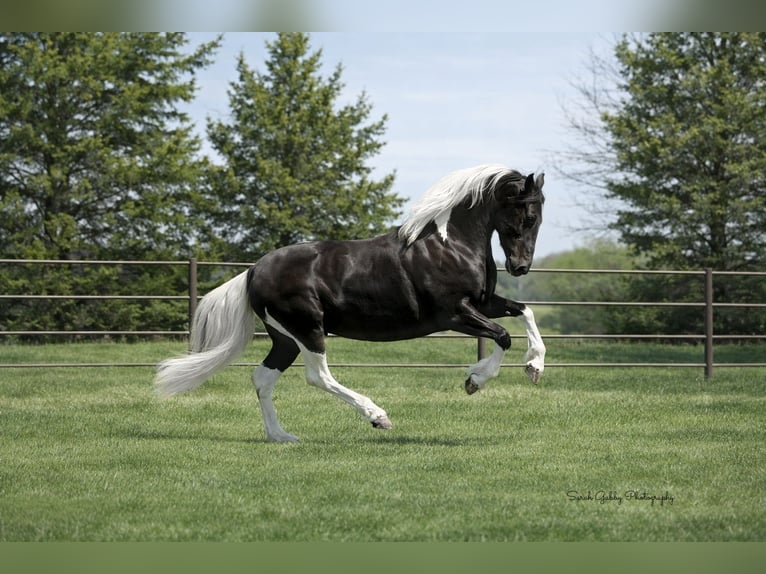 Friesian horses Mix Mare 4 years 15,2 hh Pinto in Oelwein