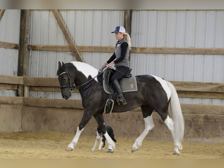 Friesian horses Mix Mare 4 years 15,2 hh Pinto in Oelwein