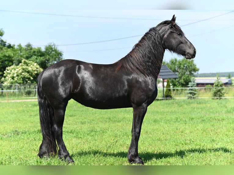 Friesian horses Mare 4 years 16.1 hh Black in Poniatowo