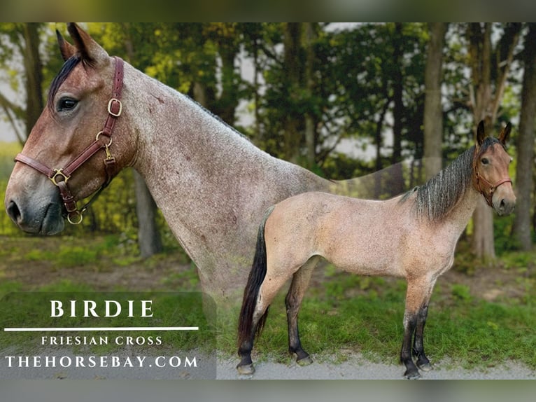 Friesian horses Mix Mare 4 years 16,1 hh Roan-Bay in Portland, TN