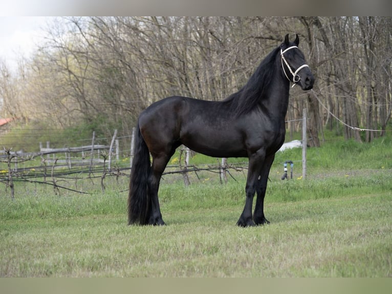 Friesian horses Mare 4 years 16,1 hh Smoky-Black in Kecskemét