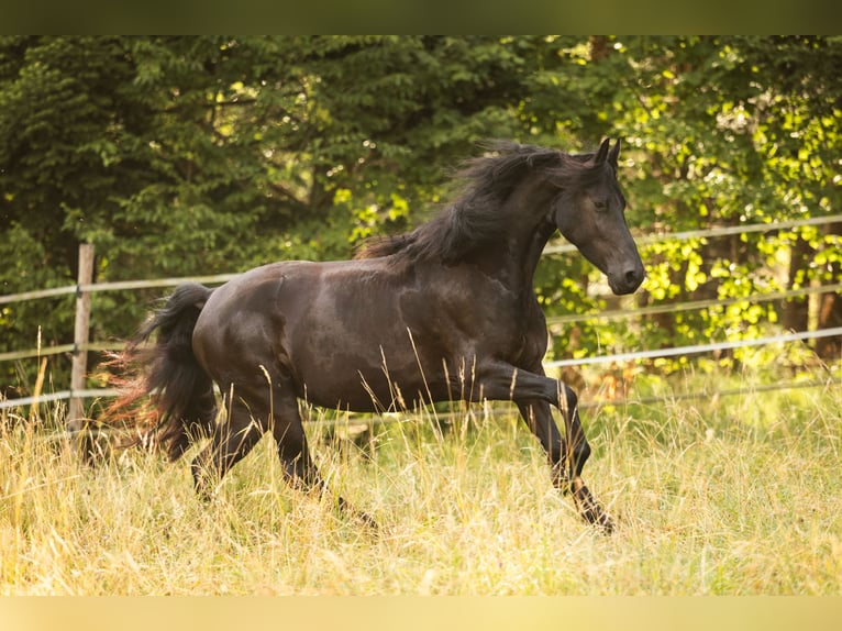 Friesian horses Mare 4 years 16.2 hh Black in Lintgen