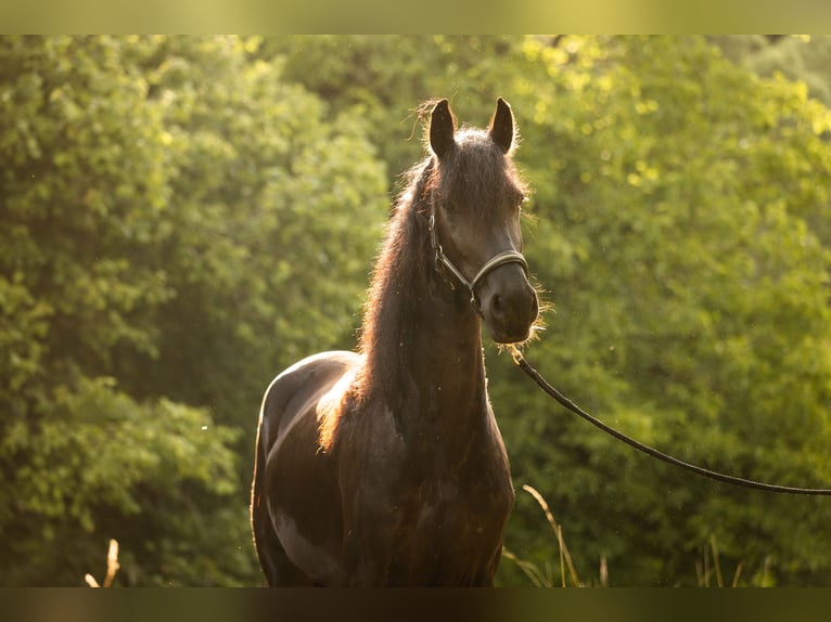 Friesian horses Mare 4 years 16.2 hh Black in Lintgen