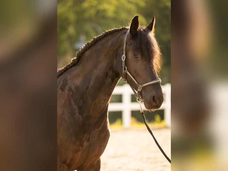 Friesian horses Mare 4 years 16.2 hh Black in Lintgen