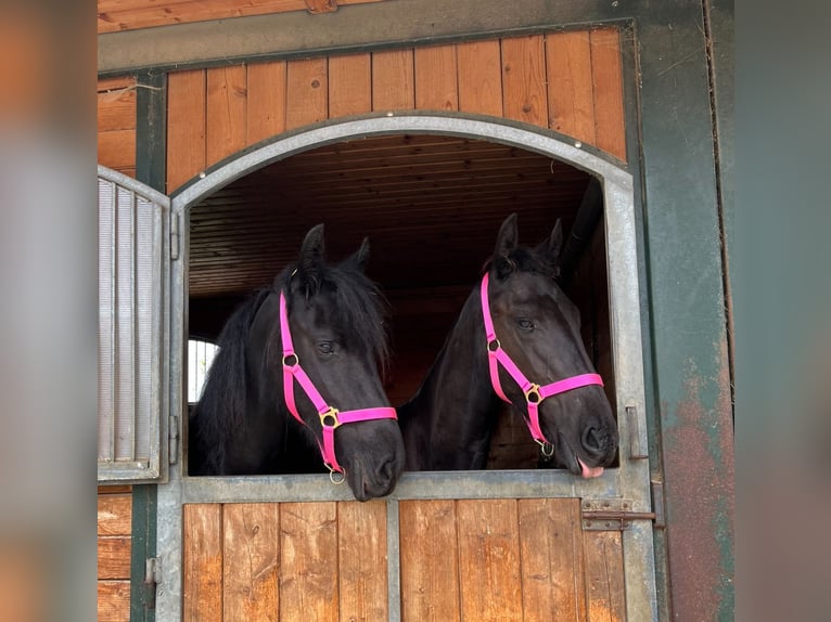 Friesian horses Mare 4 years 16 hh Black in Feldkirchen-Westerham Friesian horses Mare 4 years 16 hh Black in Feldkirchen-Westerham