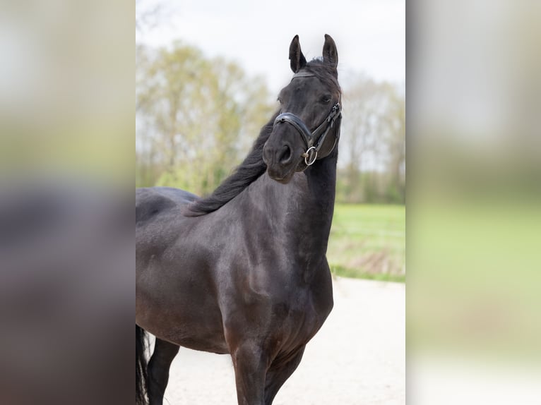Friesian horses Mare 4 years 16 hh Black in Oosterblokker