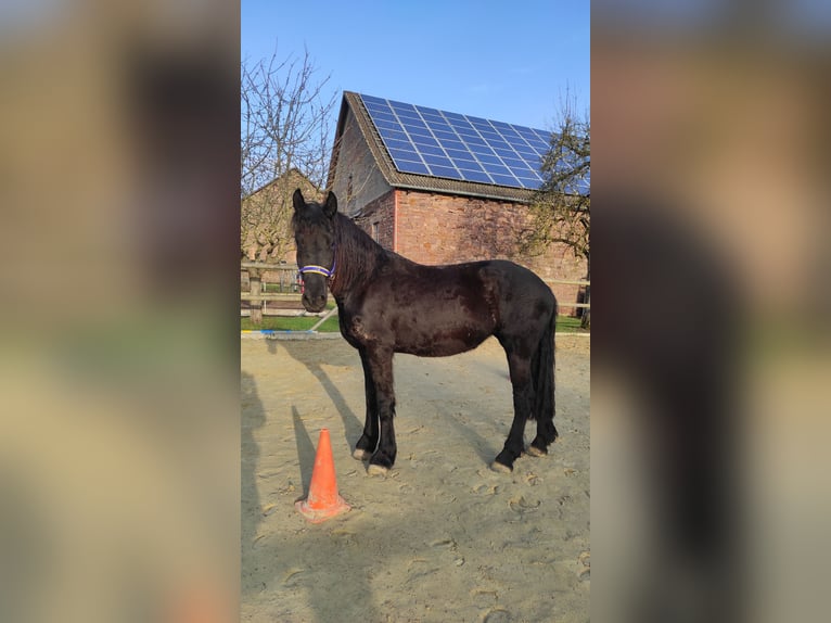 Friesian horses Mare 4 years 16 hh Black in Derental