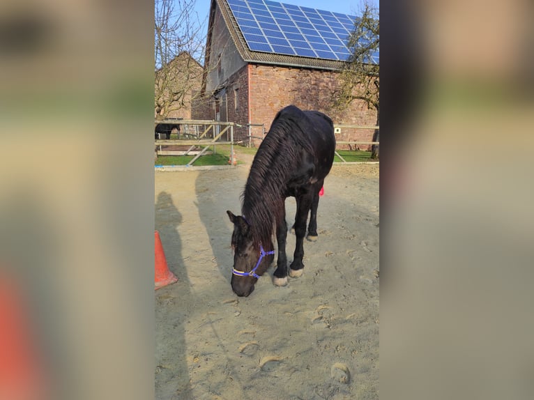 Friesian horses Mare 4 years 16 hh Black in Derental
