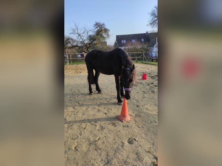 Friesian horses Mare 4 years 16 hh Black in Derental