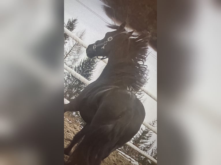 Friesian horses Mare 4 years 16 hh Black in Bad Kleinkirchheim