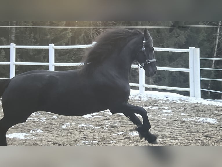 Friesian horses Mare 4 years 16 hh Black in Bad Kleinkirchheim