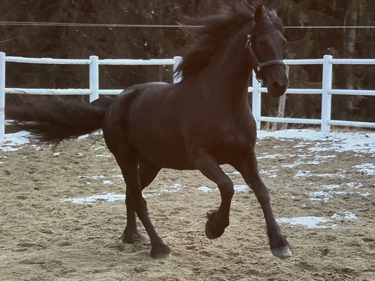 Friesian horses Mare 4 years 16 hh Black in Bad Kleinkirchheim