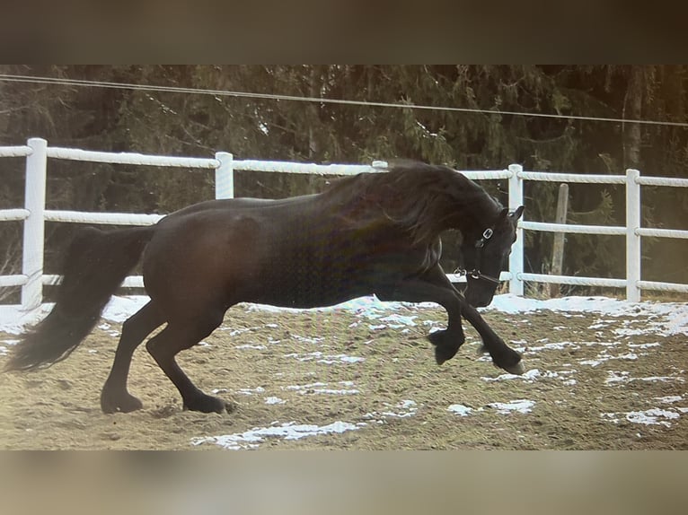 Friesian horses Mare 4 years 16 hh Black in Bad Kleinkirchheim