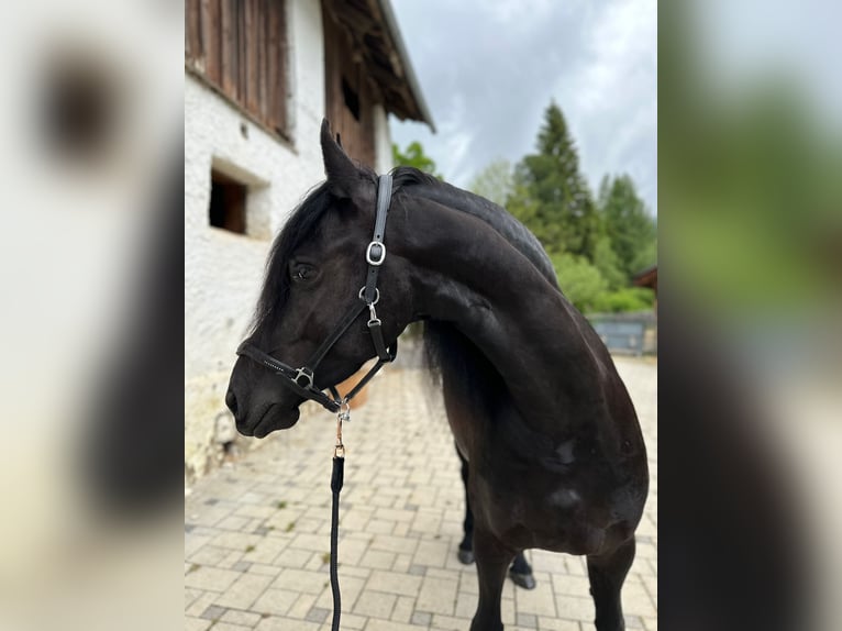 Friesian horses Mare 4 years 16 hh Black in Bad Kleinkirchheim