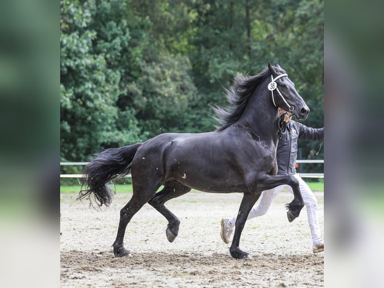 Friesian horses Mare 4 years 16 hh Black in Huissen