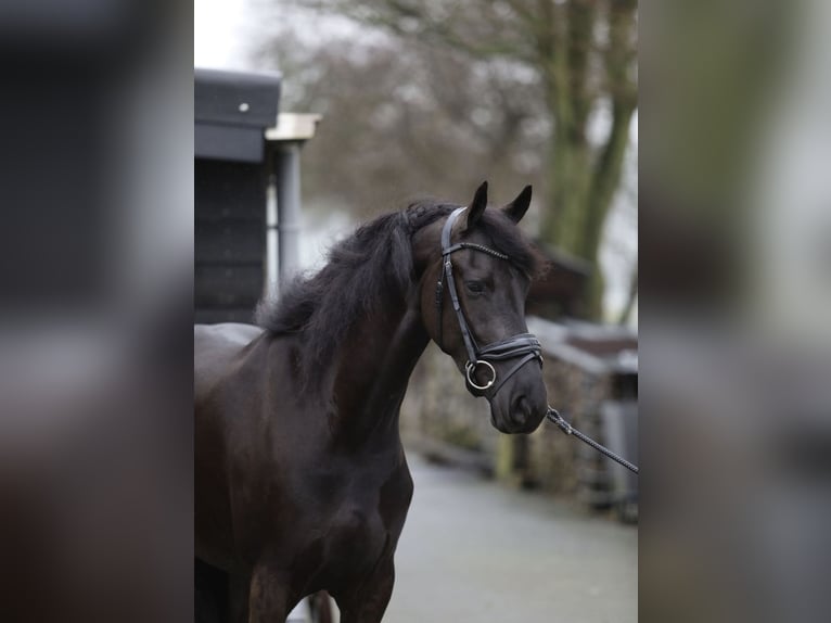 Friesian horses Mare 4 years 16 hh Black in Huissen