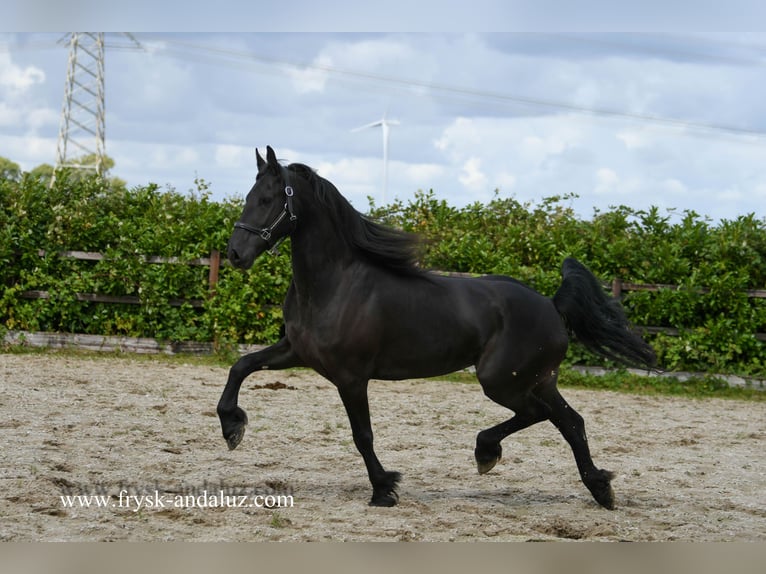Friesian horses Mare 4 years 16 hh Black in Mijnsheerenland
