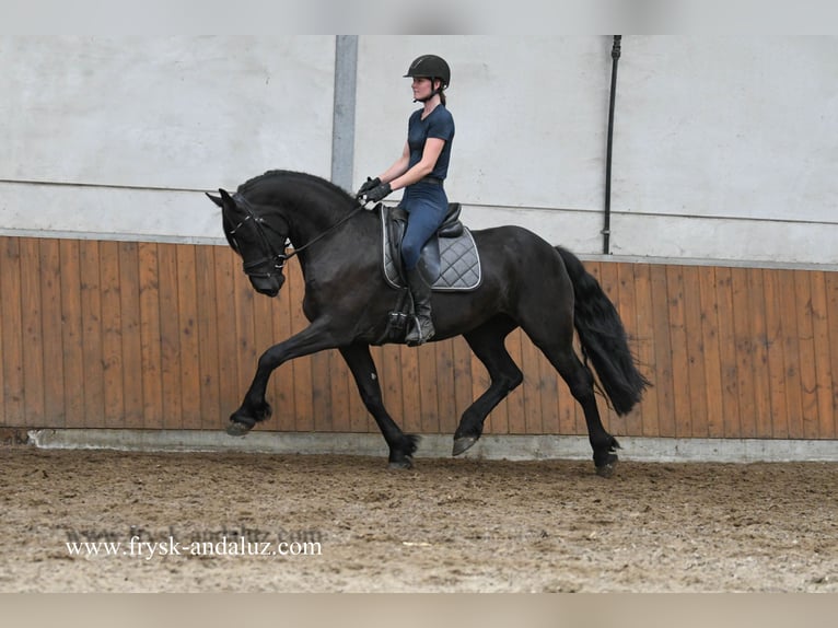 Friesian horses Mare 4 years 16 hh Black in Mijnsheerenland