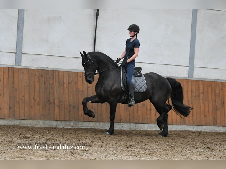Friesian horses Mare 4 years 16 hh Black in Mijnsheerenland
