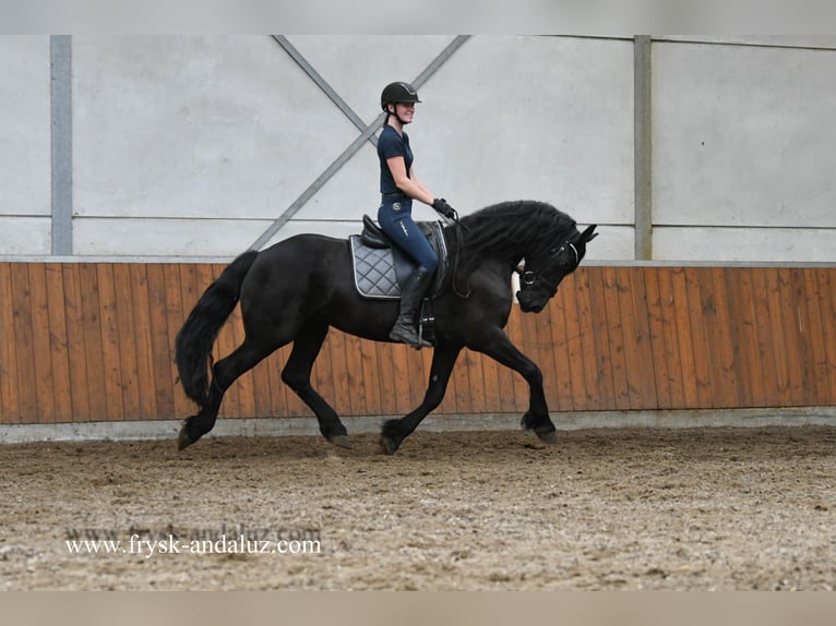 Friesian horses Mare 4 years 16 hh Black in Mijnsheerenland