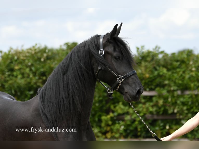 Friesian horses Mare 4 years 16 hh Black in Mijnsheerenland