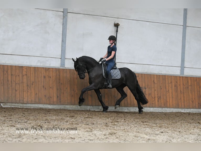 Friesian horses Mare 4 years 16 hh Black in Mijnsheerenland
