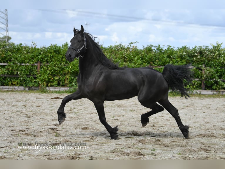 Friesian horses Mare 4 years 16 hh Black in Mijnsheerenland