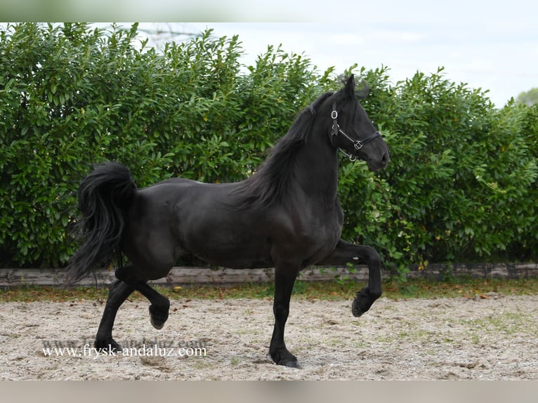 Friesian horses Mare 4 years 16 hh Black in Mijnsheerenland