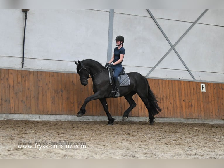 Friesian horses Mare 4 years 16 hh Black in Mijnsheerenland