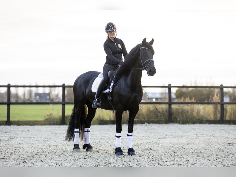 Friesian horses Mare 4 years 16 hh Black in Harlingen