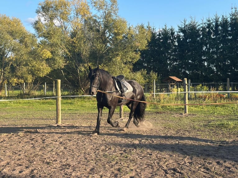 Friesian horses Mare 4 years 16 hh Black in Go&#x15B;cinowo