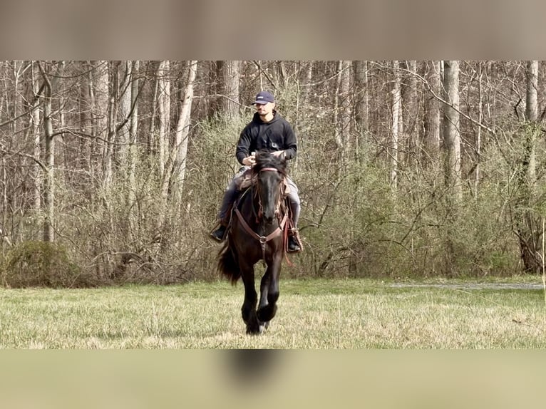 Friesian horses Mix Mare 4 years 16 hh Black in Gap