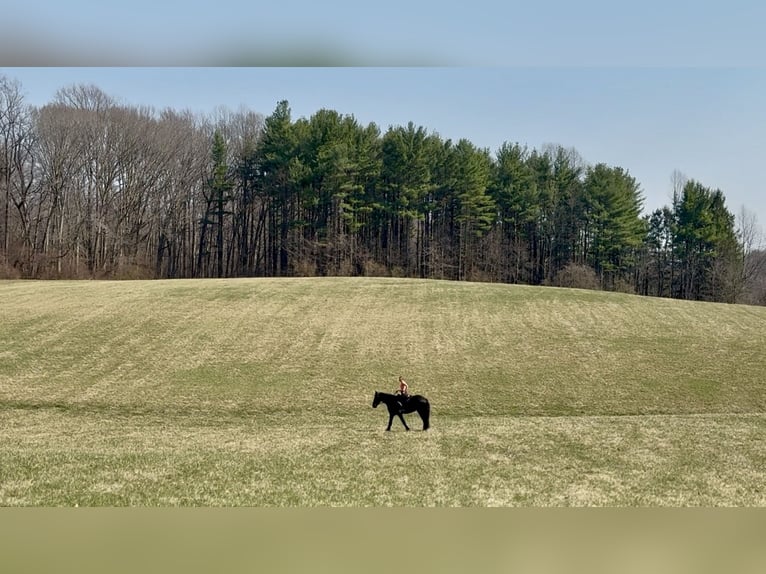 Friesian horses Mix Mare 4 years 16 hh Black in Gap