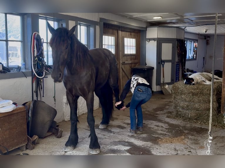 Friesian horses Mix Mare 4 years 16 hh Black in Gap