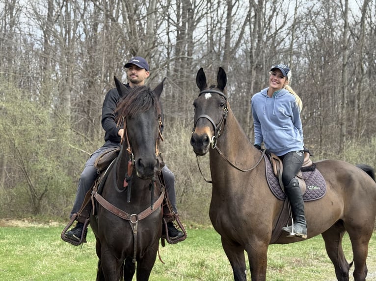 Friesian horses Mix Mare 4 years 16 hh Black in Gap