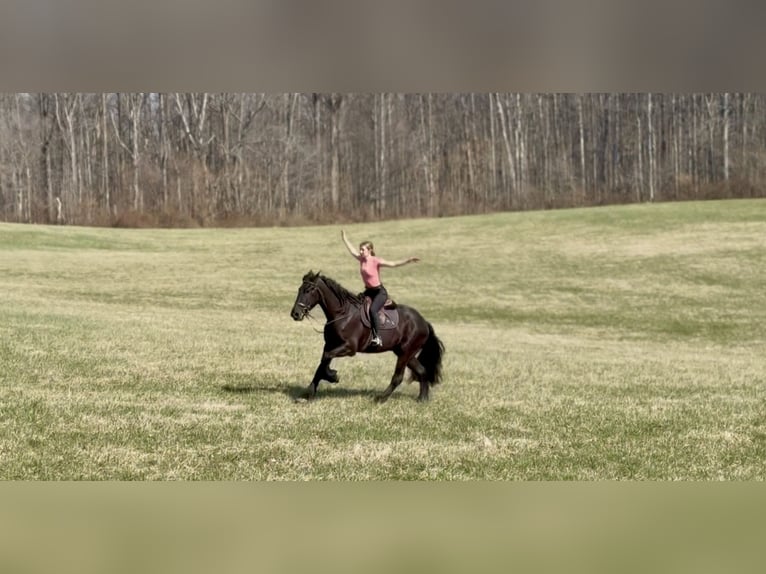 Friesian horses Mix Mare 4 years 16 hh Black in Gap
