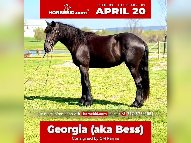 Friesian horses Mix Mare 4 years 16 hh Black in Gap