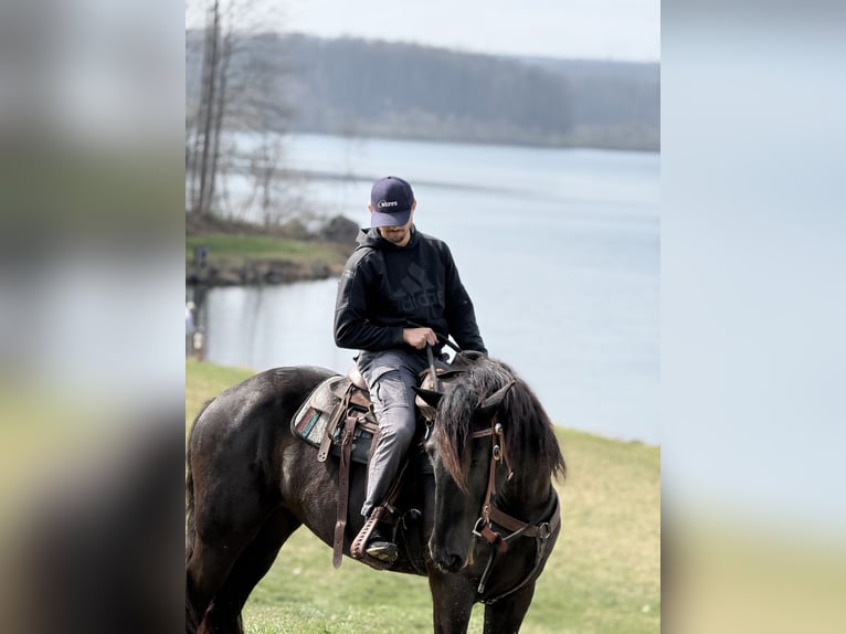 Friesian horses Mix Mare 4 years 16 hh Black in Gap