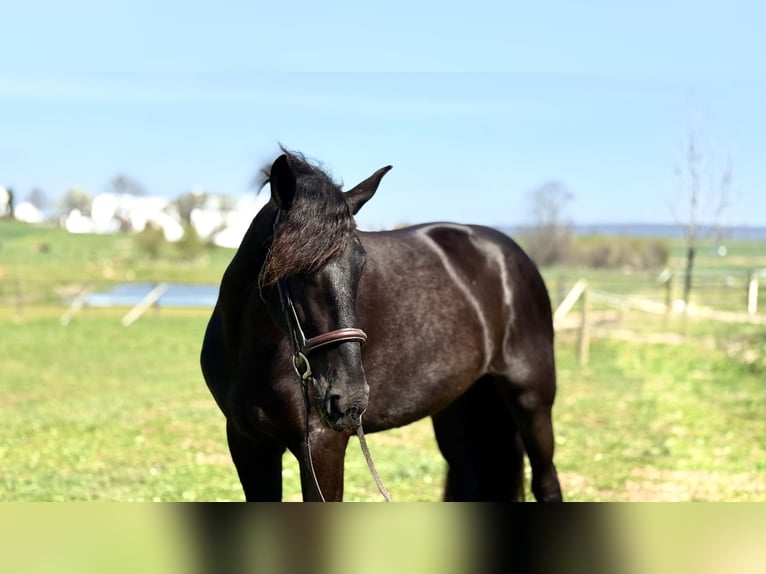 Friesian horses Mix Mare 4 years 16 hh Black in Gap