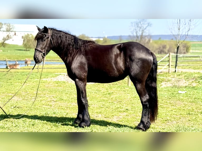 Friesian horses Mix Mare 4 years 16 hh Black in Gap