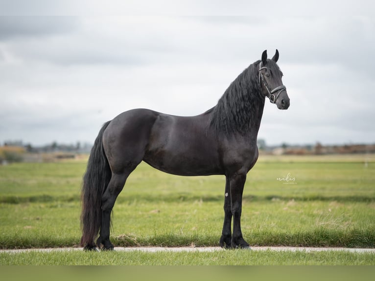 Friesian horses Mare 4 years 16,1 hh Black in Aalten