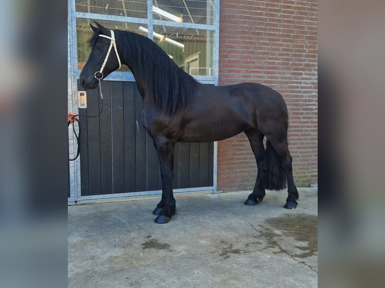 Friesian horses Mare 4 years 16,1 hh Black in Bladel