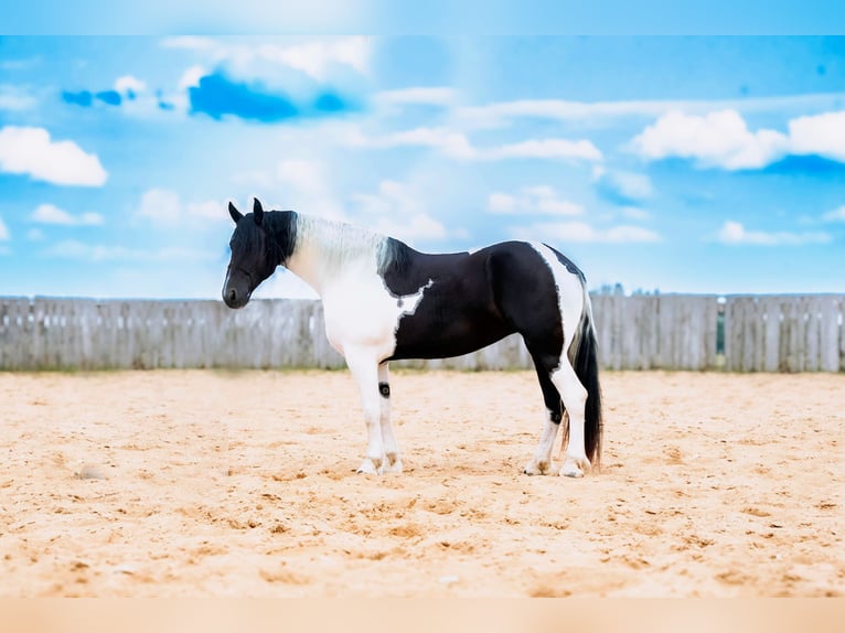 Friesian horses Mix Mare 4 years 17 hh in Nevis, MN